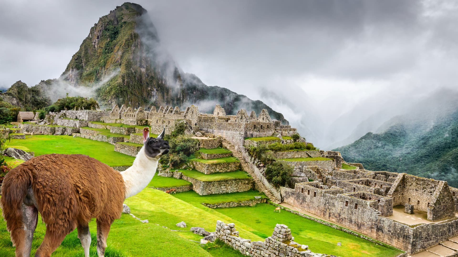 Machu Picchu con llama y vista al Huayna Picchu