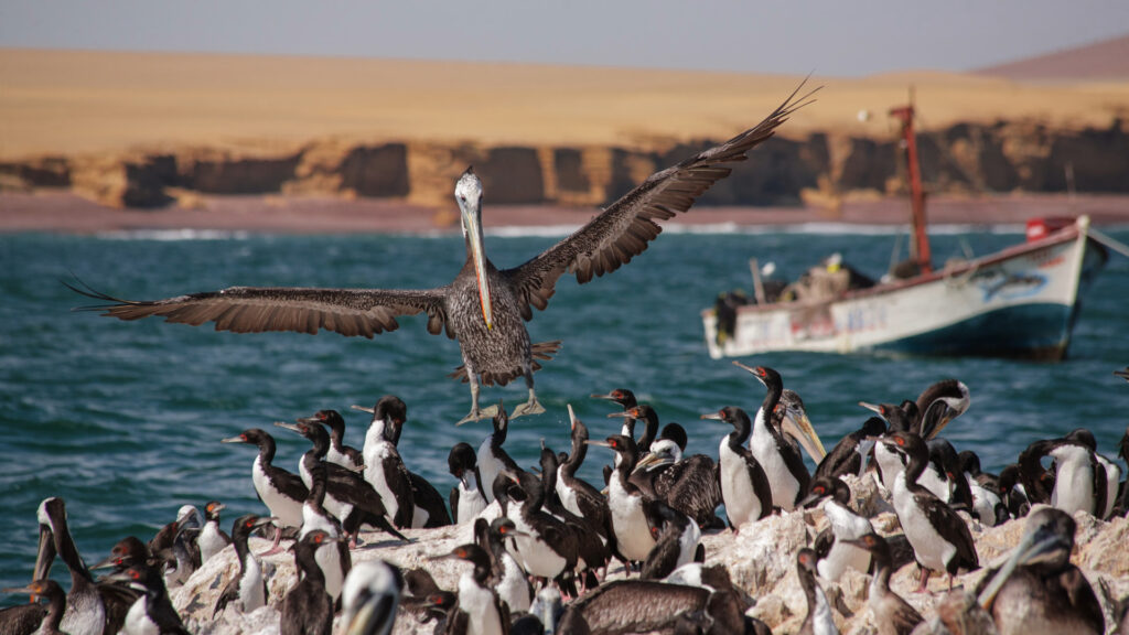 Pelícano peruano aterrizando sobre colonia de cormoranes en la Reserva Nacional de Paracas.